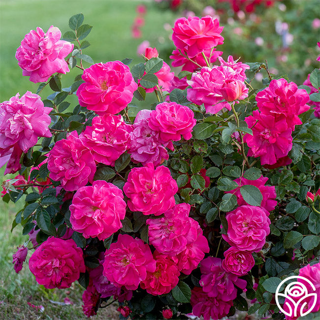Pink Rose ページ Highwire Flyer Climbing Rose | Pink Rose Bush – Heirloom Roses