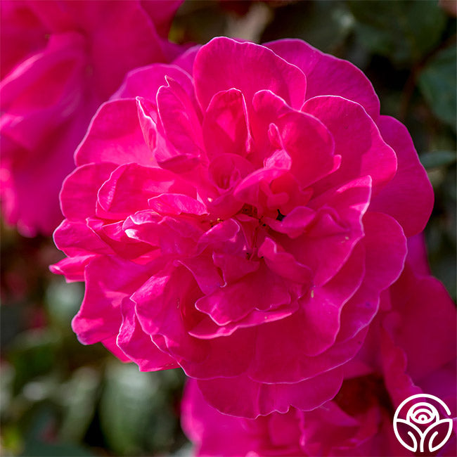 Highwire Flyer Climbing Rose | Pink Rose Bush – Heirloom Roses