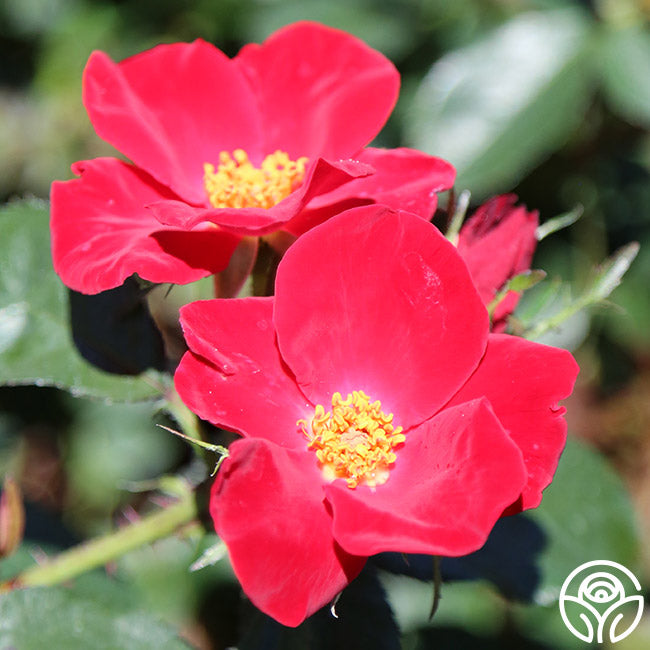 Home Run™ | Red Shrub Rose Bush – Heirloom Roses