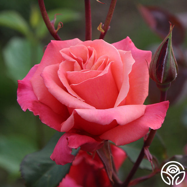 Honeysweet Hardy Rose | Orange Rose Bush – Heirloom Roses