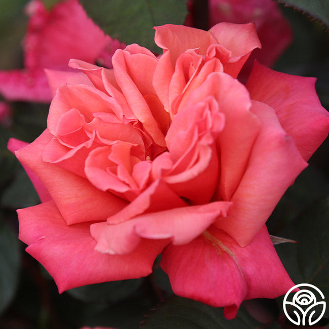 Honeysweet Hardy Rose | Orange Rose Bush – Heirloom Roses