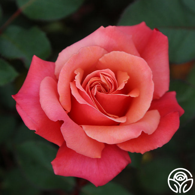 Honeysweet Hardy Rose | Orange Rose Bush – Heirloom
