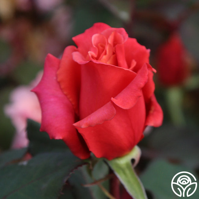 Honeysweet Hardy Rose | Orange Rose Bush – Heirloom Roses