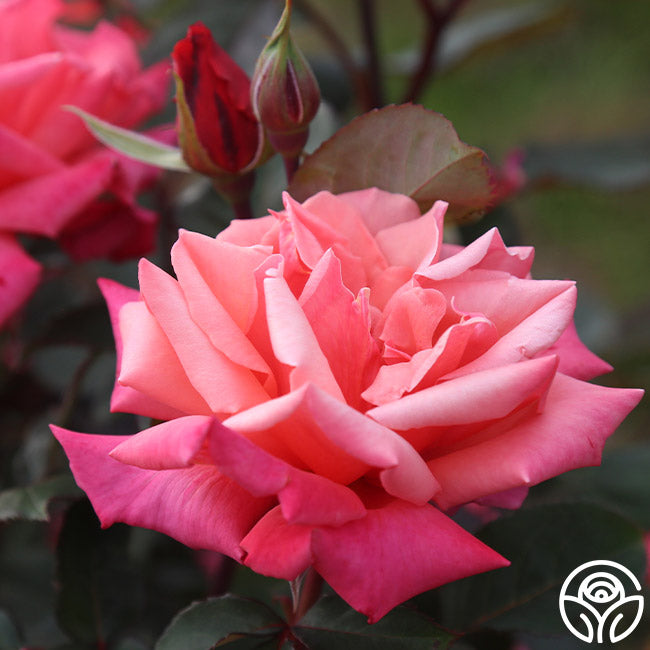 Honeysweet Hardy Rose | Orange Rose Bush – Heirloom