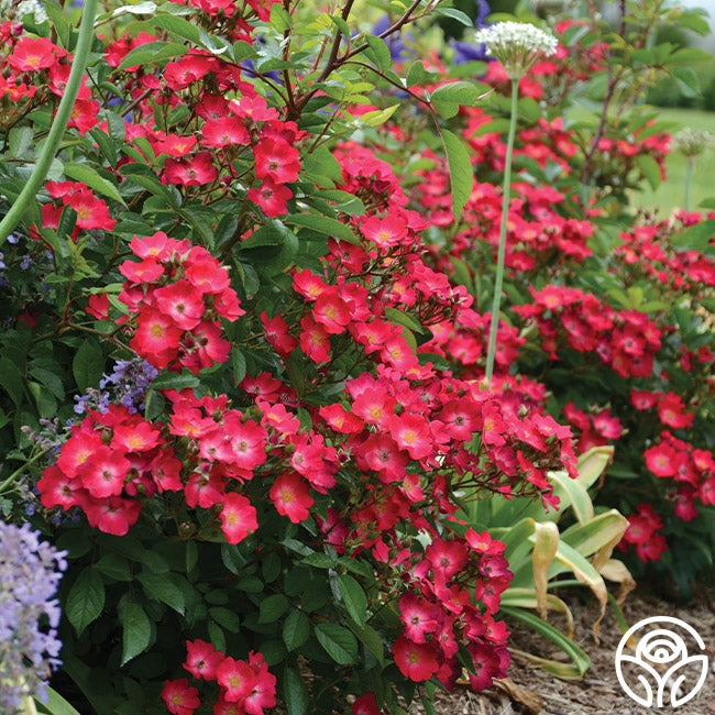 Look-A-Likes™ Hydrangealicious