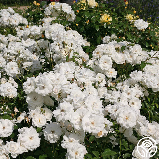 Iceberg Rose - Shrub - Lightly Fragrant – Heirloom Roses