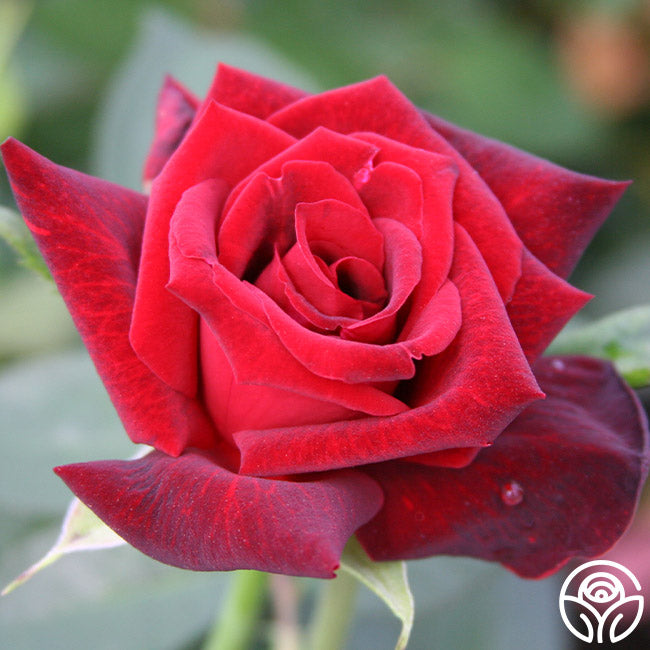 Ink Drop Roses Ink Spots Hybrid Tea Rose | Red Rose Plant – Heirloom