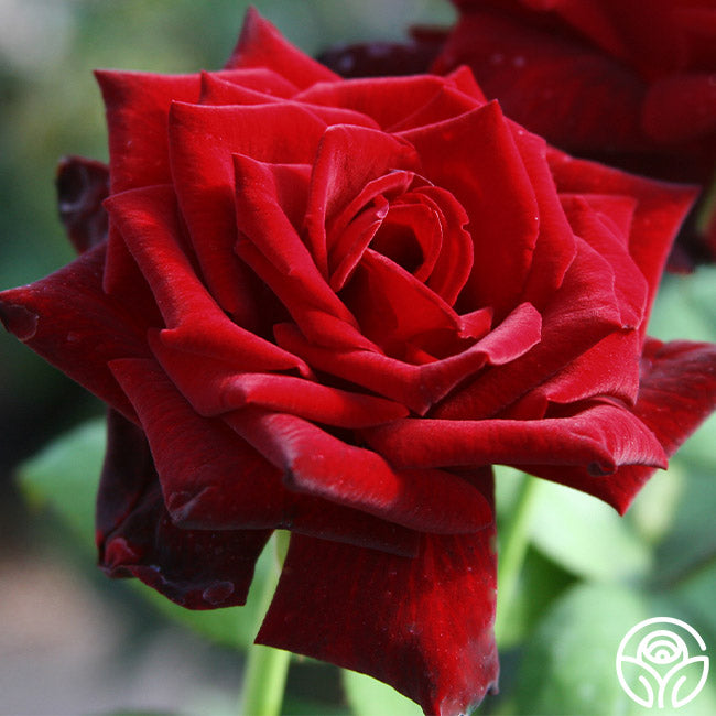 Ink Drop Roses Ink Spots Rose - Hybrid Tea - – Heirloom Roses