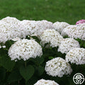 Invincibelle Wee White