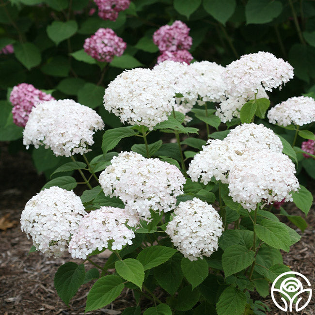 Invincibelle Wee White