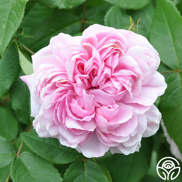 Jacques Cartier Rose Portlands Exceptionally Fragrant