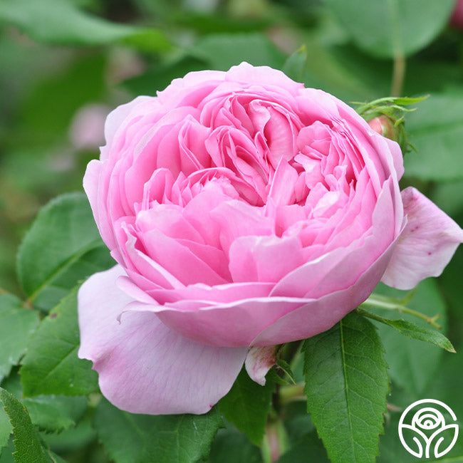 Jacques Cartier Portlands Rose | Fragrant Rose Bush – Heirloom