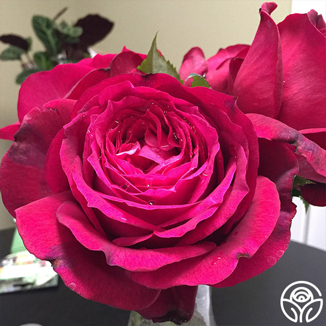 Janice Kellogg Floribunda Rose | Red Rose Plant – Heirloom