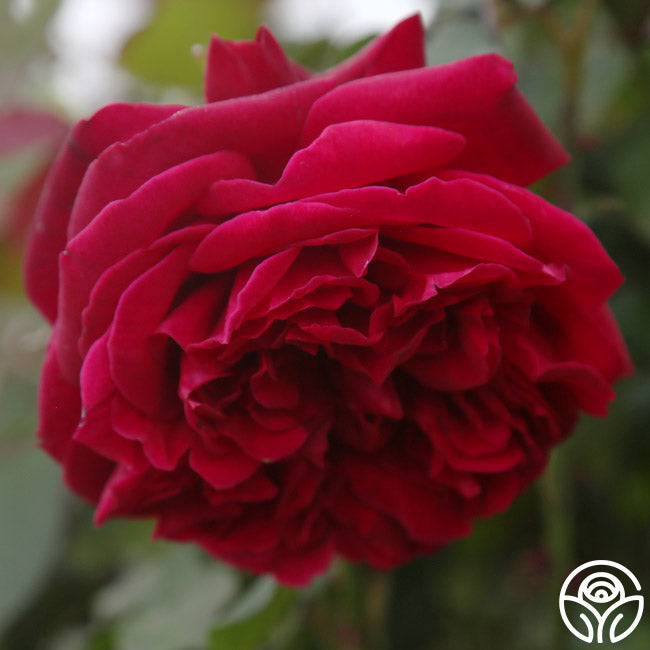 Jean Rex | Red Shrub Rose Bush – Heirloom