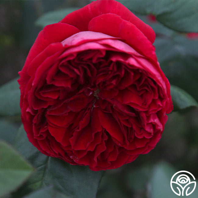 Jean Rex – Heirloom Roses