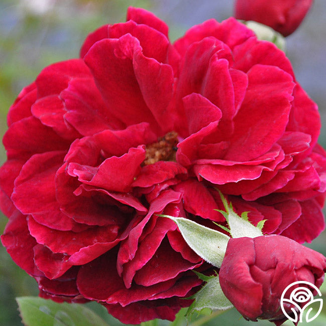 Jean Rex – Heirloom Roses