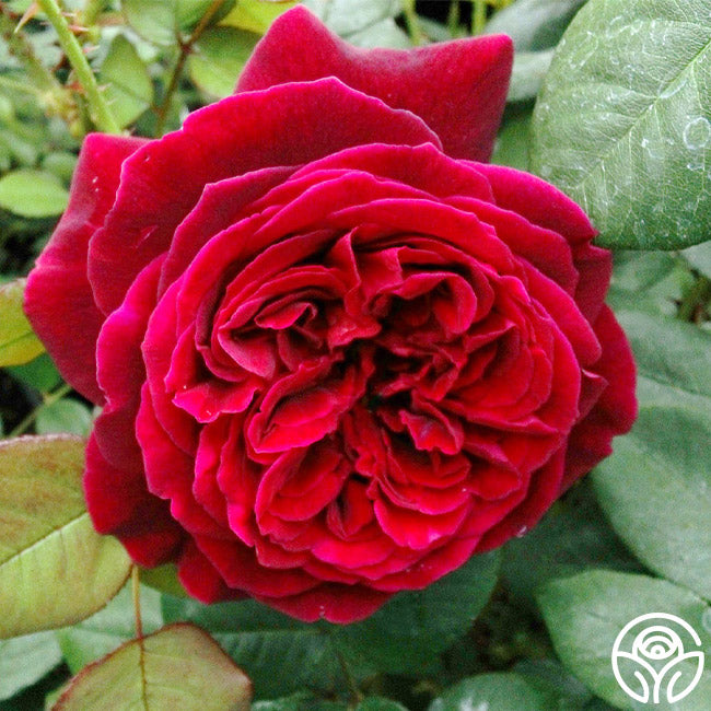 Jean Rex – Heirloom Roses