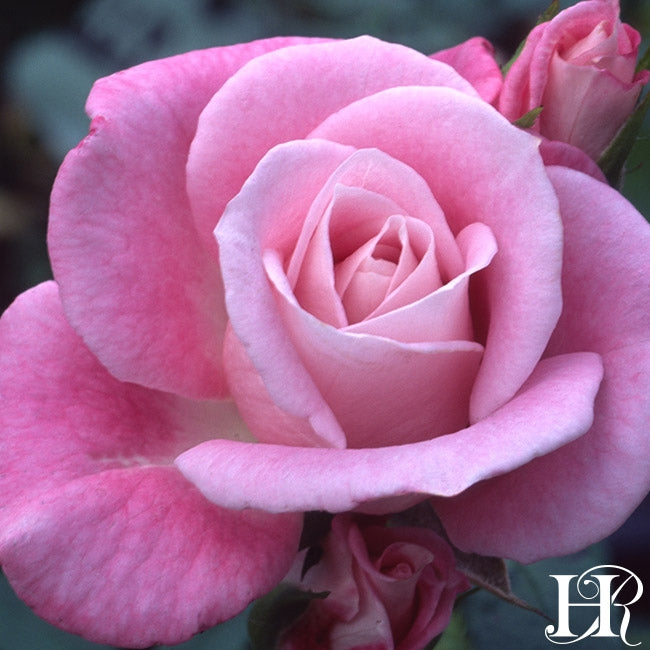 Jilly Jewel – Heirloom Roses