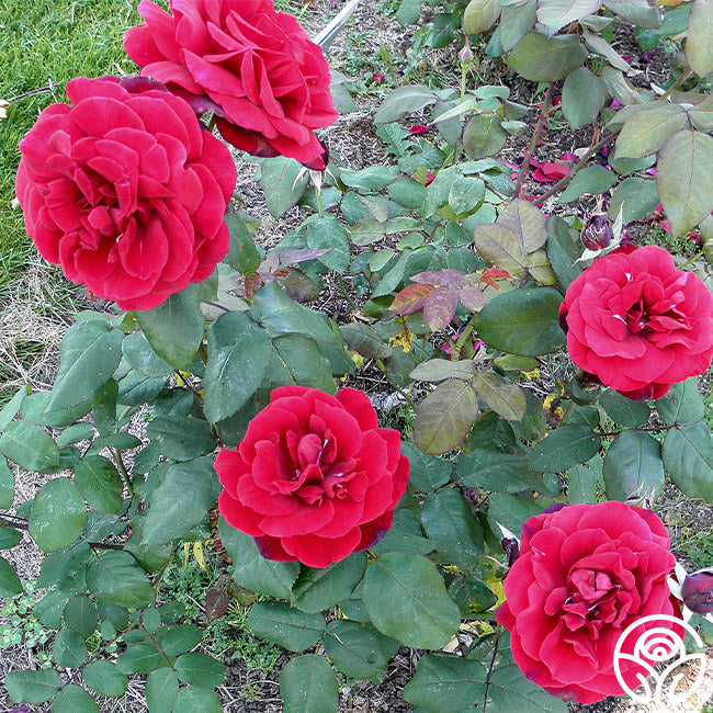John S. Armstrong Grandiflora Rose | Red Rose Bush – Heirloom