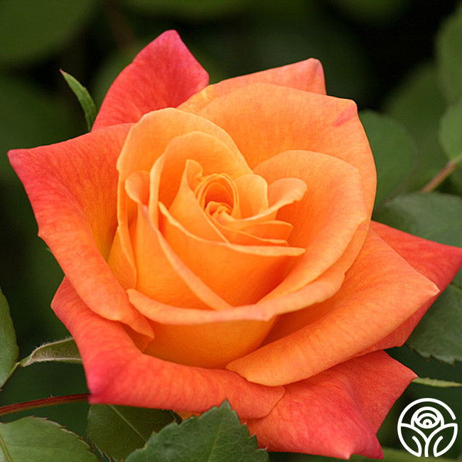 Heirloom Roses Joseph's Coat Climbing Rose - Thumbnail 5