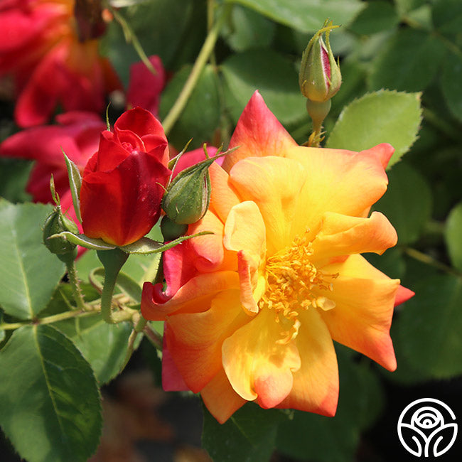 Joseph's Coat Climbing Rose | Heirloom Roses