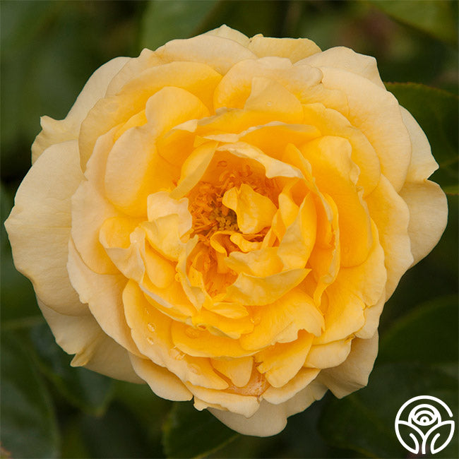 Heirloom Roses Julia Child Rose - Thumbnail 2