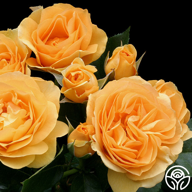 Heirloom Roses Julia Child Rose - Thumbnail 3