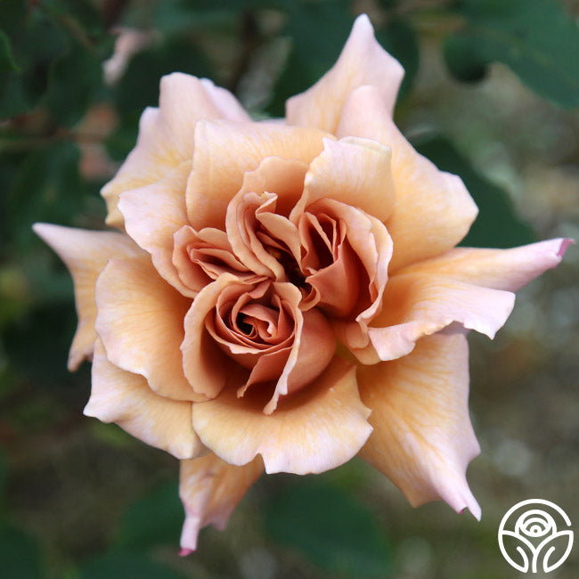 Julia's Rose®