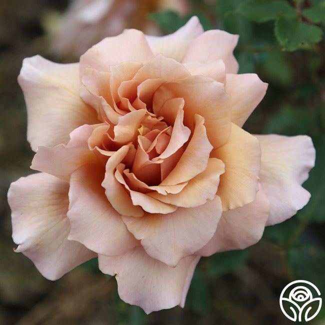 Julia's Rose®