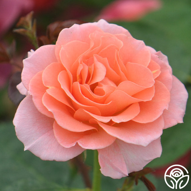 Jump For Joy Floribunda Rose | Pink Rose Bush – Heirloom