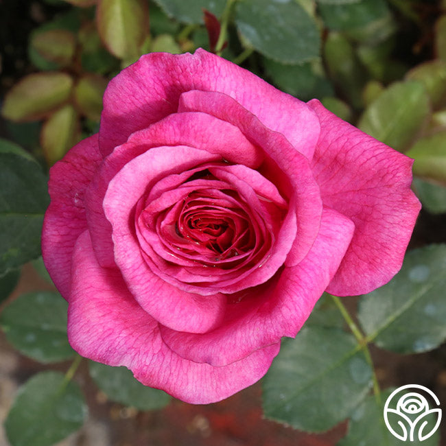 ROSEページ Sizzix Thinlits Die Set 7PK - Garden Rose – Sizzix.com