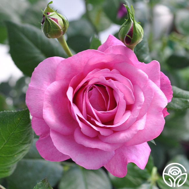 Kaffe Fassett Floribunda Rose | Fragrant Rose Bush – Heirloom Roses