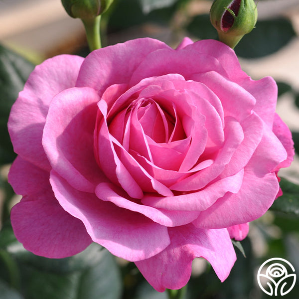 Kaffe Fassett Floribunda Rose | Fragrant Rose Bush – Heirloom Roses