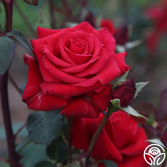 Kardinal Rose - Hybrid Tea - Lightly Fragrant – Heirloom Roses