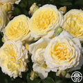 Karl Ploberger Rose