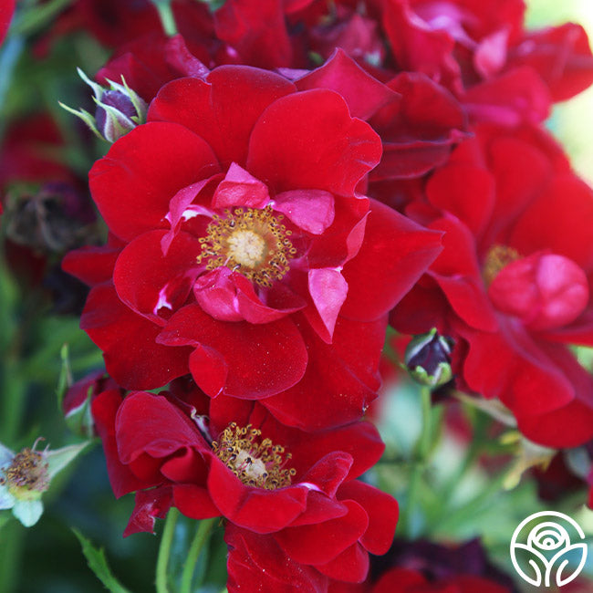 Keep In Touch Floribunda Rose | Red Rose Bush – Heirloom Roses