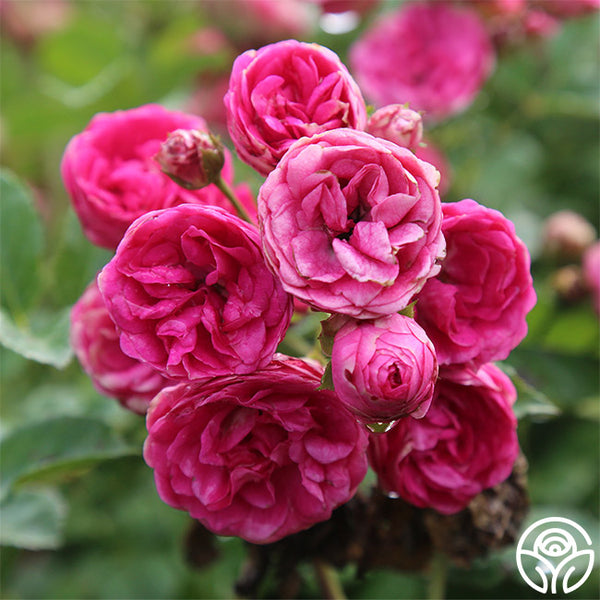 kendyl-marie-1_5_grande.jpg?v=