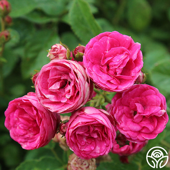 Kendyl Marie | Pink Polyantha Rose Bush – Heirloom Roses