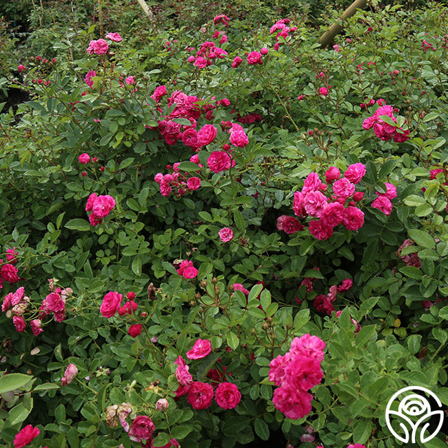 Kendyl Marie | Pink Polyantha Rose Bush – Heirloom Roses