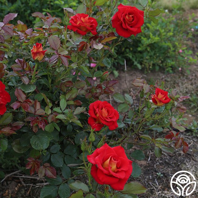 Ketchup & Mustard Rose - Floribunda - Moderately Fragrant – Heirloom Roses