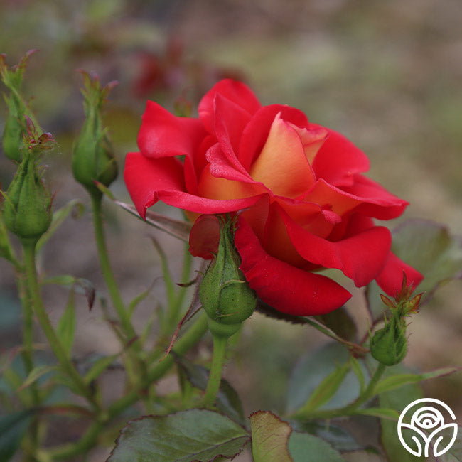 Ketchup & Mustard Rose - Floribunda - Moderately Fragrant – Heirloom Roses