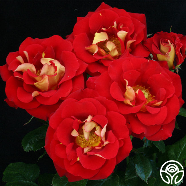 Ketchup & Mustard Rose - Floribunda - Moderately Fragrant – Heirloom Roses