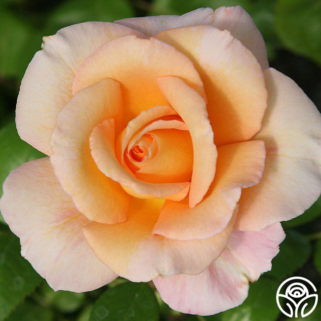 Morgan Mack Roses King's Macc Rose - Hybrid Tea - Very Fragrant – Heirloom Roses