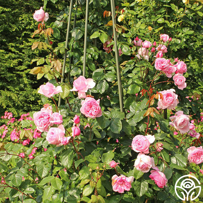 Arborose Kiss Me Kate Climbing Rose - Thumbnail 5