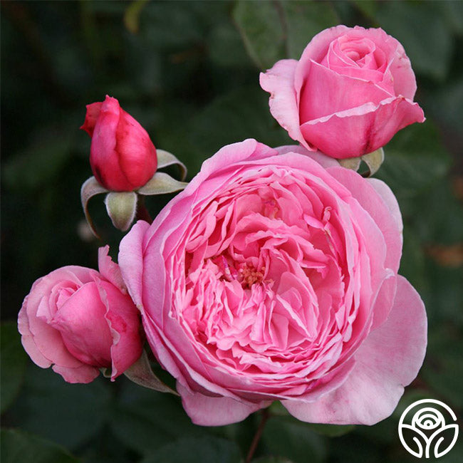 Arborose Kiss Me Kate Climbing Rose