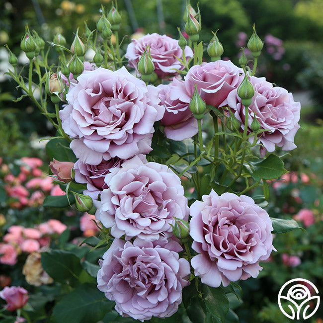 ロココローズ Koko Loko Rose - Floribunda - Moderately Fragrant – Heirloom