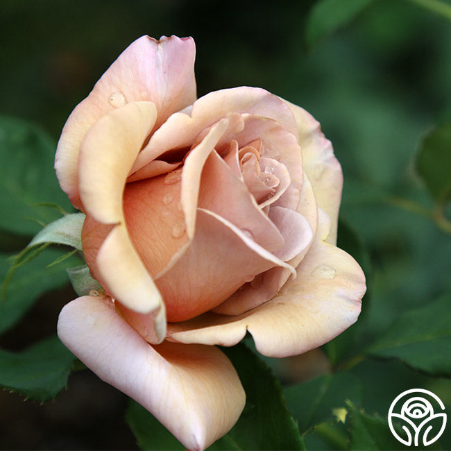 koko loko rose seeds Koko Loko Floribunda Rose