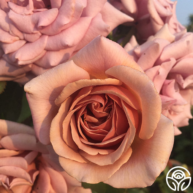 koko loko rose seeds Koko Loko Floribunda Rose