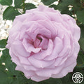 Koko Loko Rose - Floribunda - Moderately Fragrant – Heirloom Roses