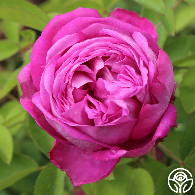 La Reine Hybrid Perpetuals Rose | Fragrant Rose Bush